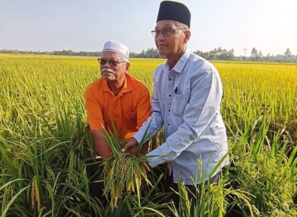 Hasil Padi Guna Konsep Smart Sbb Ala Sekinchan Di Kelantan Meningkat