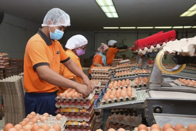 Pengeluaran telur pulih hujung tahun, henti import bila-bila masa – Menteri