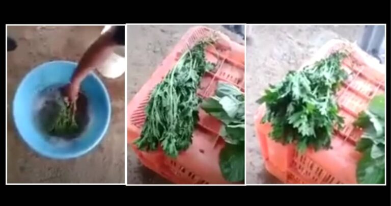 Rakaman video sayur layu bertukar segar bukan di Malaysia – Jabatan Pertanian