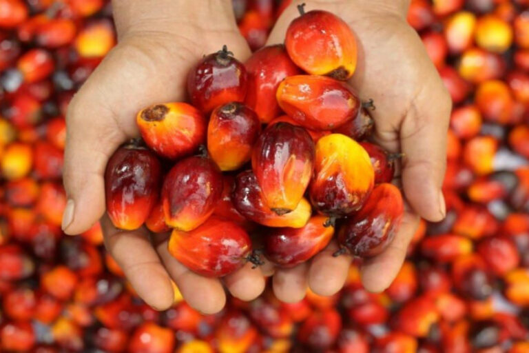 217,847 tonnes of Malaysian palm oil imported by India in Nov