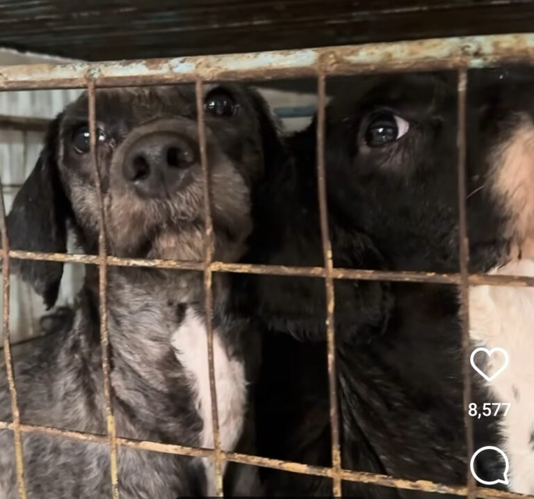 Dogs saved from cruelty and neglect