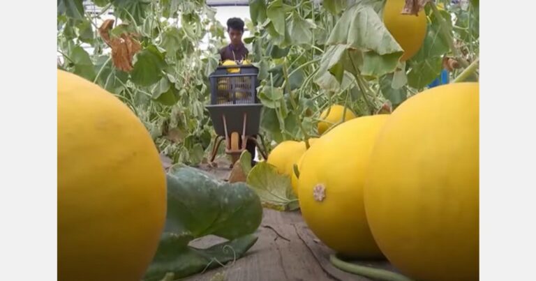 Hybrid sweet melons exclusive for farmers in Terengganu
