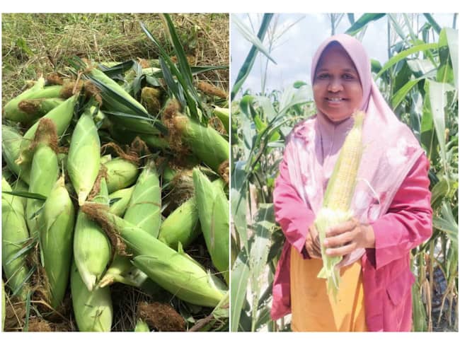 Suami isteri sanggup sewa tanah tanam jagung, berjaya tuai hasil cecah RM10,000