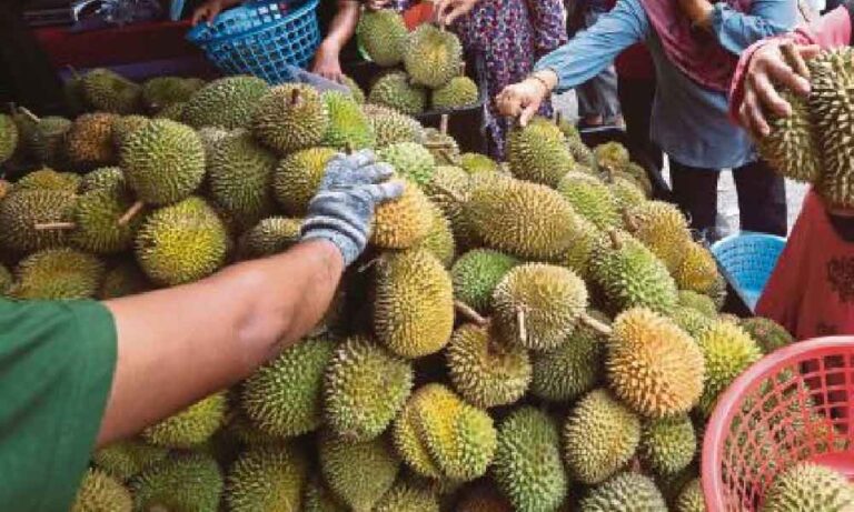 Kecoh ratusan pekebun durian tak puas hati pokok ditebang, ini respon kerajaan Pahang