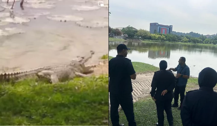 Dua faktor buaya tembaga jantan di Taman Tasik Shah Alam berjaya ditangkap