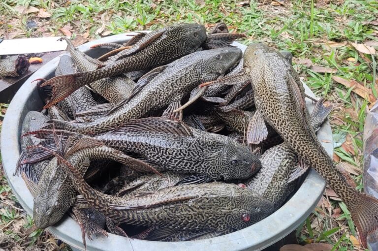Mudahnya dapat duit dari kerajaan Selangor, wajib rebut insentif tangkap ikan bandaraya ini