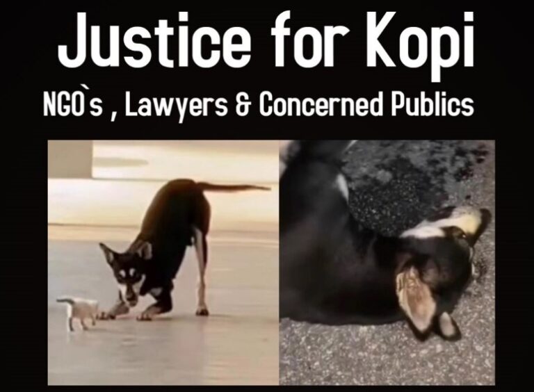 ‘We will sue Besut district council for shooting Kopi’