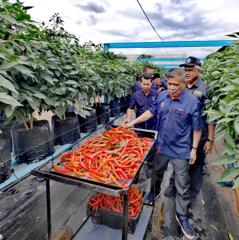 Keseluruhan 10 ekar penaman cili dengan 40 ribu polibeg sudah 29 kali dituai hasilnya dan peserta sepenuh masa 20 orang – Mohamad