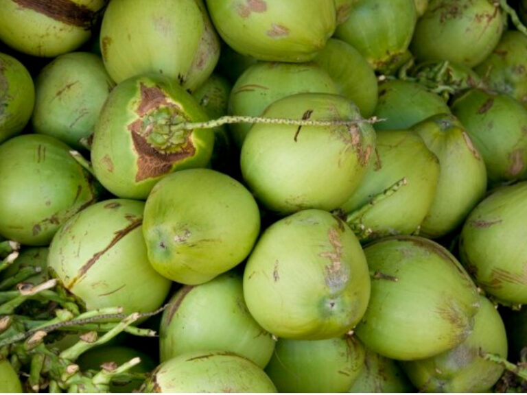 FAMA, KPKM ambil langkah atasi kekurangan kelapa