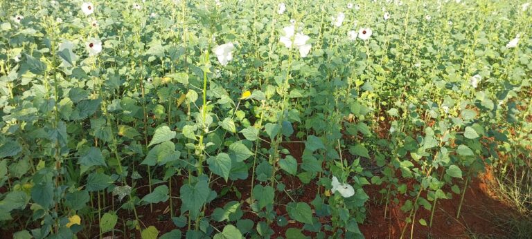 Kenaf jadi pusat tarikan pelancongan pula