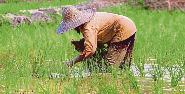 Kenapa kerajaan tak naikkan harga belian padi sampai RM1,800? Ini jawapan menteri