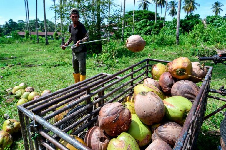 Kekurangan kelapa: Ini langkah segera dan jangka panjang KPKM