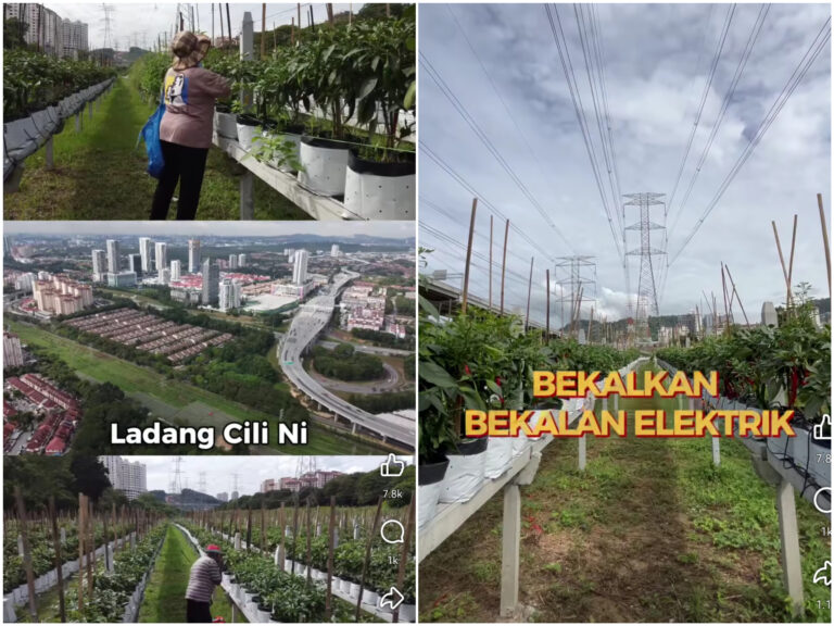 Lain macam! IPR INTAN berjaya usahakan ladang cili pertama di bawah pencawang TNB
