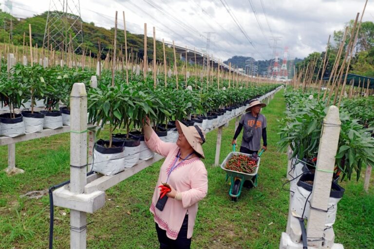 Dari B40 kepada M40, peserta IPR berjaya jana antara RM2,000 hingga RM6,000 sebulan