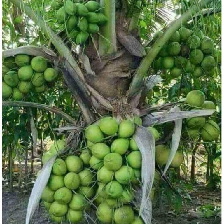 Protokol fitosanitari hanya untuk kelapa muda wangi sebagai minuman segar