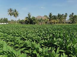 Tembakau bukan hanya bahan rokok tapi ada kegunaan lain juga