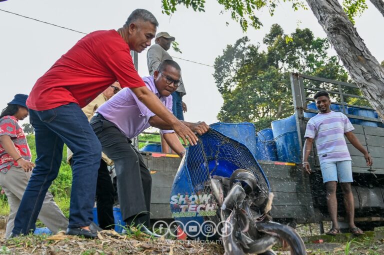 Heboh MARDI lepaskan ikan asing, Jabatan Perikanan sahkan pelepasan tanpa makluman