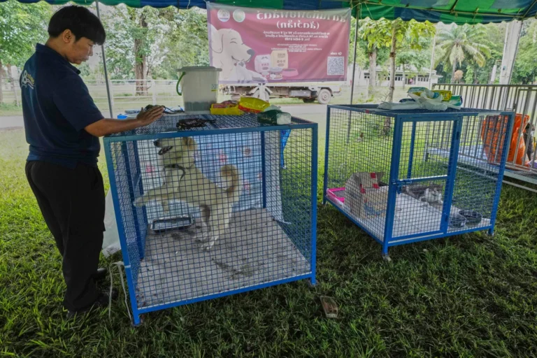 Safe spaces for animals as border violence continue in Thailand