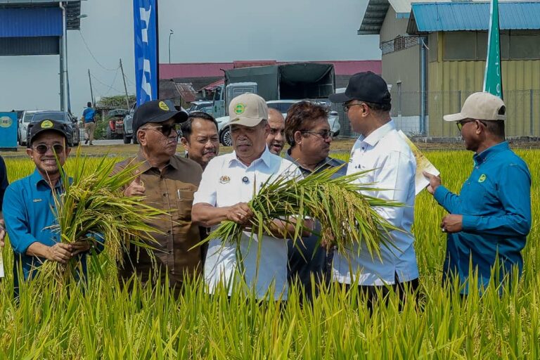 Mat Sabu rasmi benih padi baharu, matang 99 hari, tahan penyakit