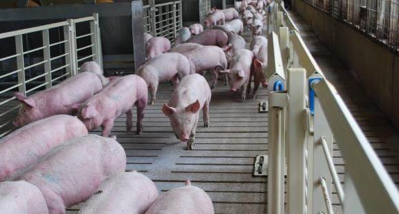 MPF, PFA: The long term measures for pig farming in Malaysia