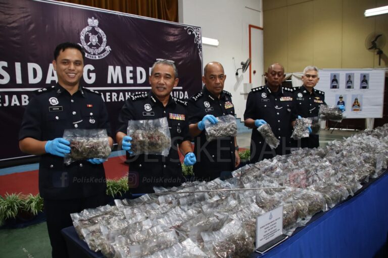 Polis Kedah rampas lebih 66kg ganja, antara terbesar tahun ini