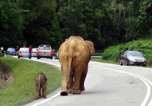 Lebuhraya Gerik–Jeli: Kerajaan Madani serius imbangi pembangunan, kelestarian alam