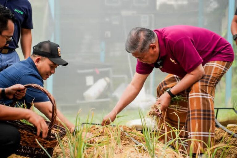 Mat Sabu tuai bawang di perkarangan rumah