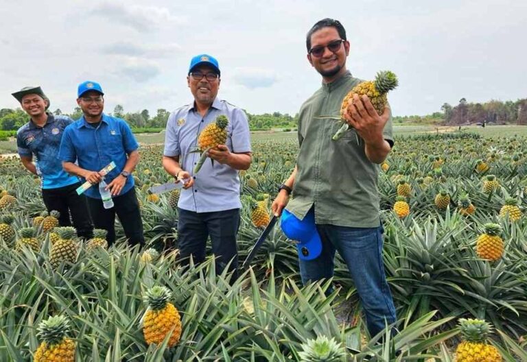 Industri nanas bakal diperkukuhkan lagi dengan sulur tempatan baharu
