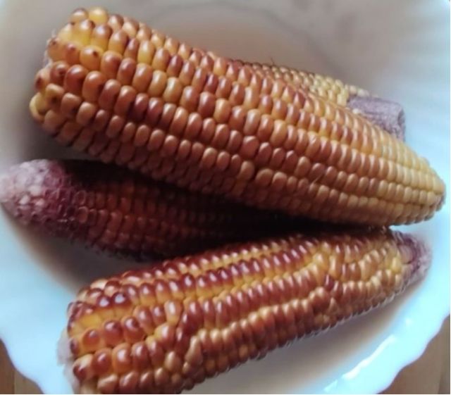 Tular jagung ‘scam’ beli dari Cameron Highlands