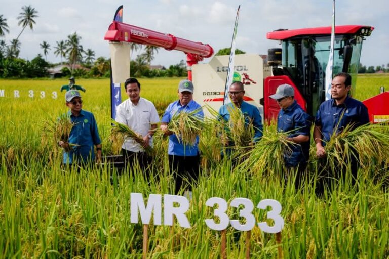 Varieti padi MR333: Mat Sabu mahu pesawah rasa hasil titik peluh sendiri