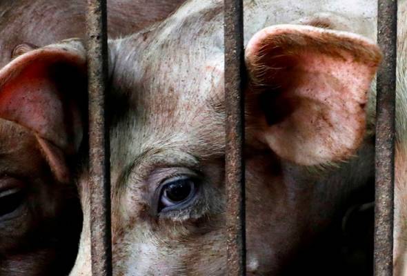 Ladang babi di Selangor lebih banyak sekarangkah?