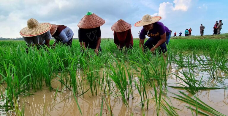 Berita baik untuk pesawah, kerajaan setuju naikkan insentif kepada RM300