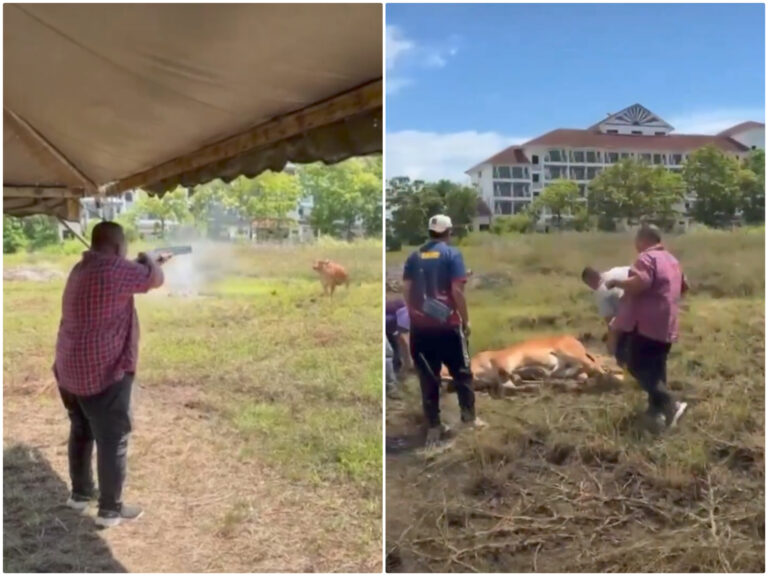 Berlegar rakaman MB Perlis tembak lembu korban, orang awam persoal kesahan ibadah
