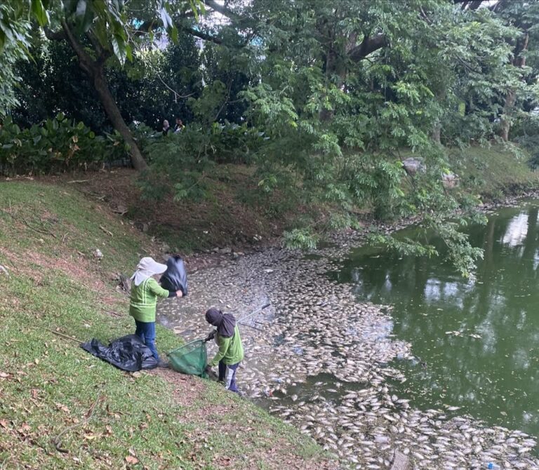 DBKL siasat kejadian ikan mati di tasik taman Danau Kota