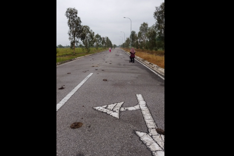 Nak jogging atau elak ‘periuk api’?, jalan penuh najis lembu di Kelantan jadi bahan sindiran