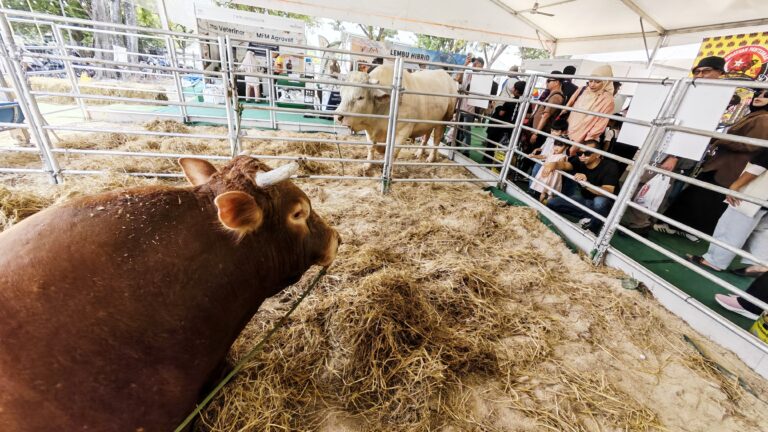 Lembu hibrid ‘sado’ 1.2 tan curi perhatian pengunjung MAHA 2026